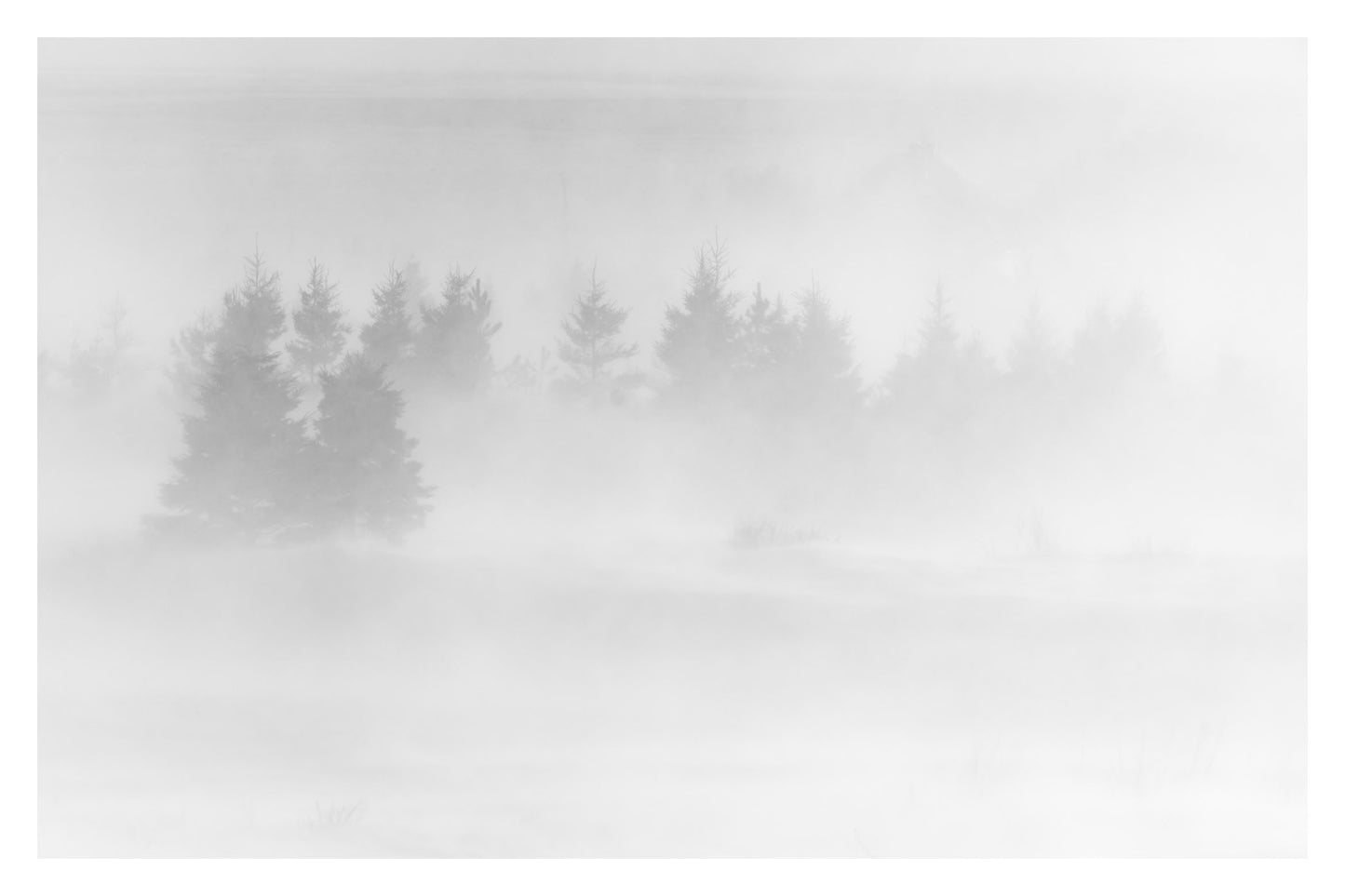 Blizzard dans les arbres (17x22 Black Frame)