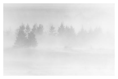 Blizzard dans les arbres (17x22 Black Frame)